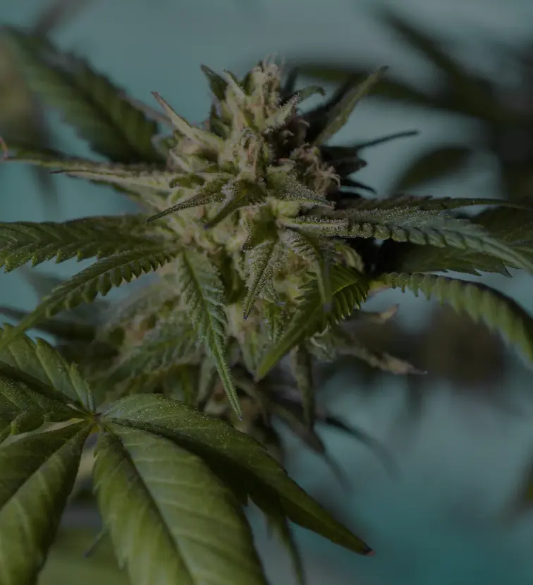 asociacion-cannabica-siviglia-img
