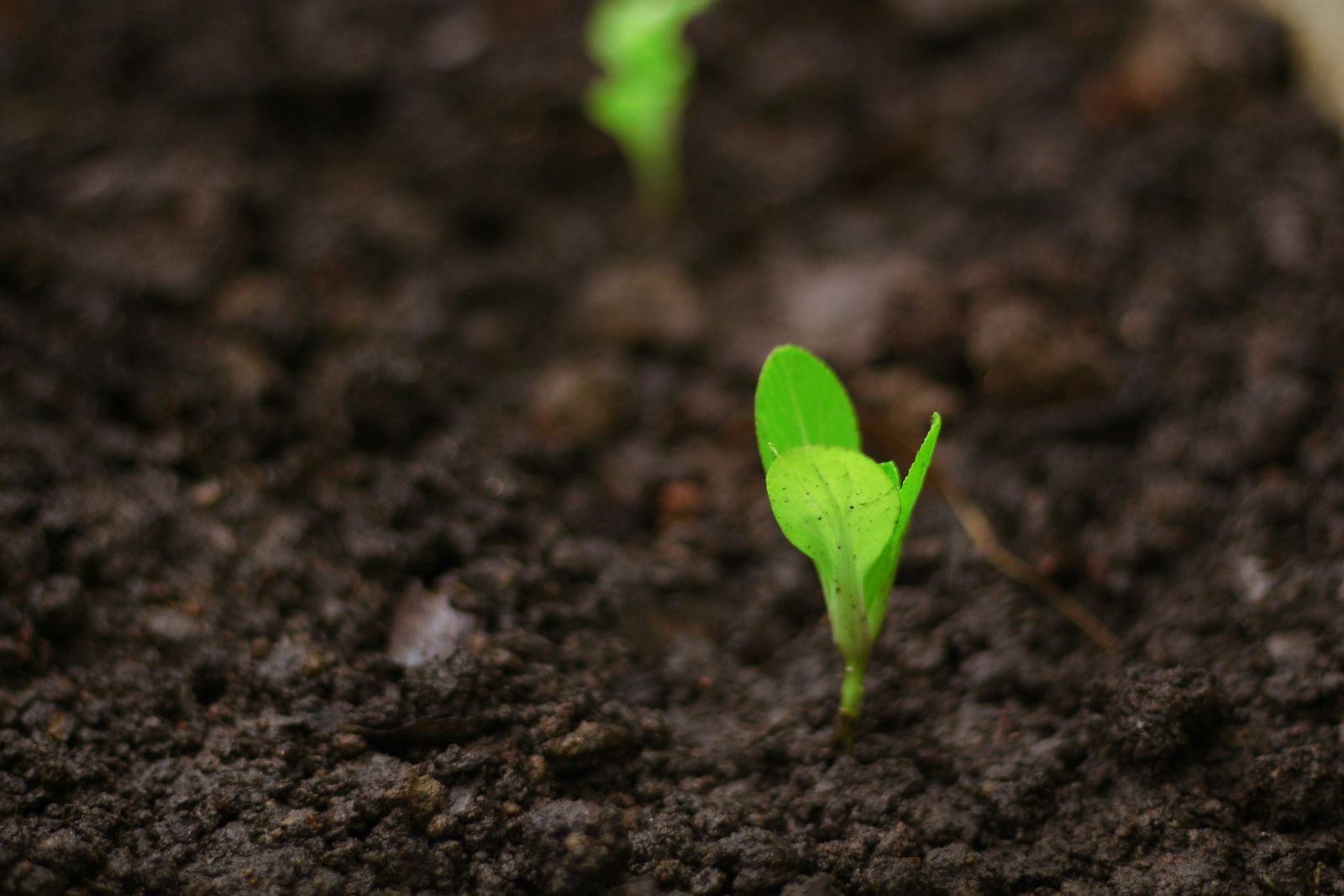 Hemp seeds germinating in soil