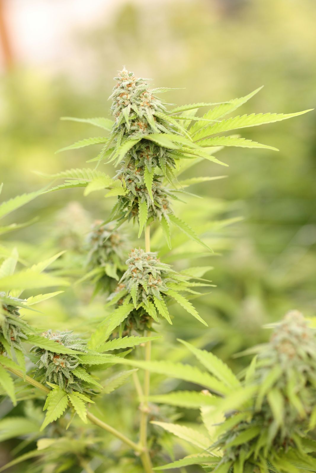Comparison between hemp seeds and cannabis flowers