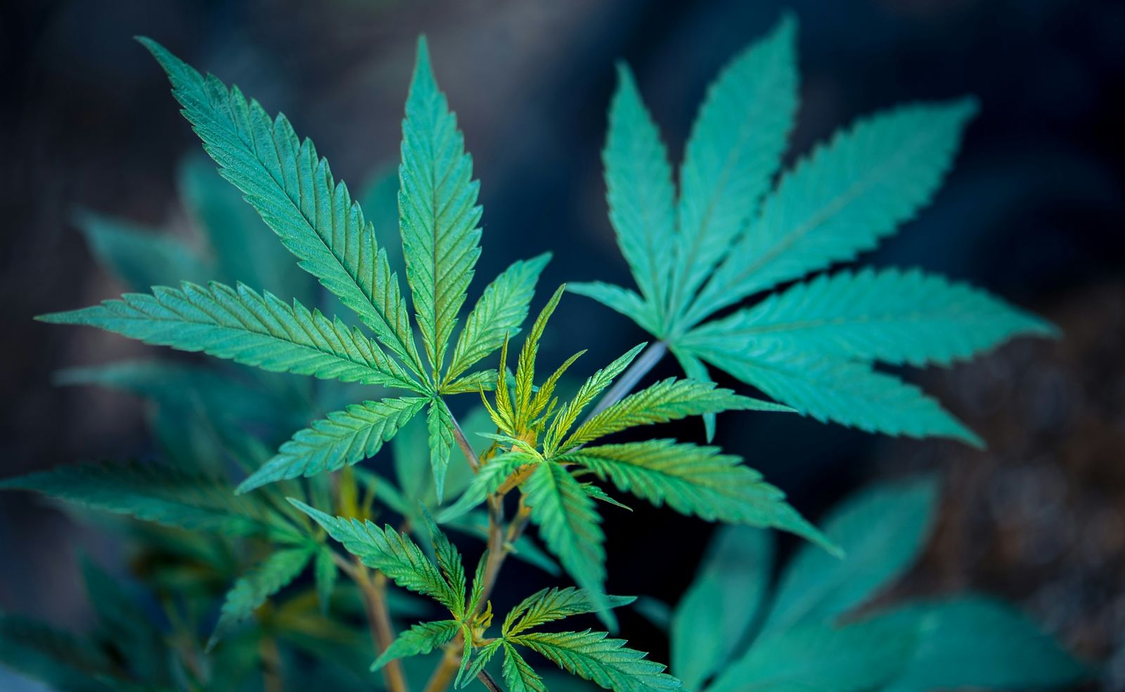 Comparison of cannabis detection methods: saliva, blood, urine and hair