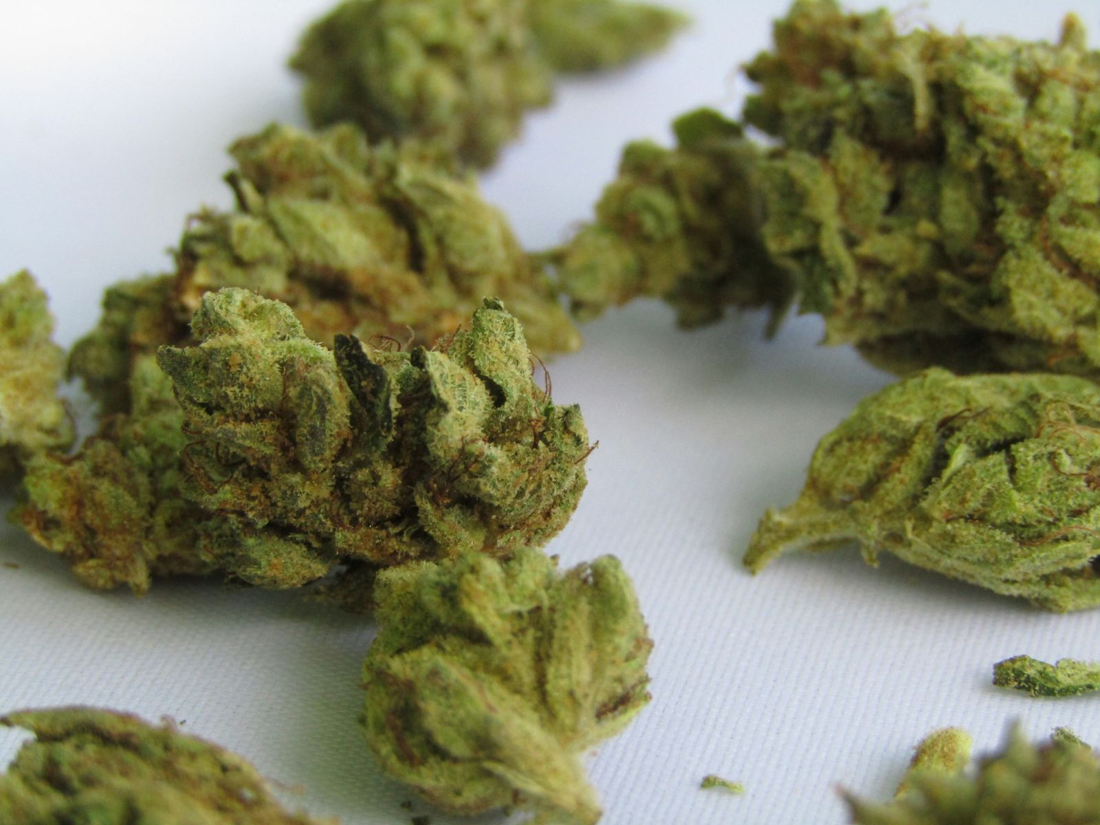 Small, compact cannabis ruderalis plant typical of Siberia